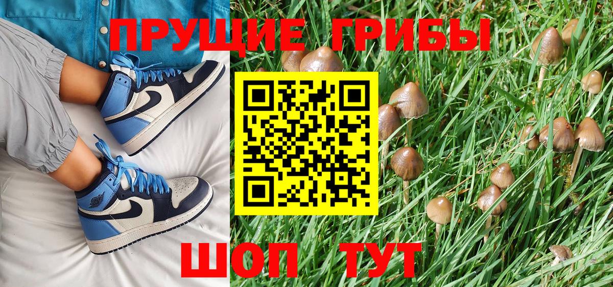 Псилоцибиновые грибы Psilocybe  Вход с VPN  Тверь  Псилоцибиновые грибы Psilocybine cubensis 